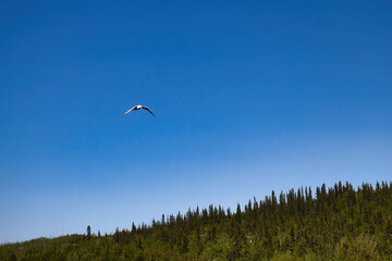 Gull flying green trees next to a lake in Alaska