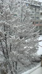 Frosty winter snow-covered day.