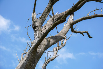 Toter Baum unter blauem Himmel