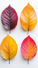 Four Autumn Leaves on White Background