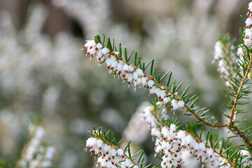 Close up of white heather (calluna vulgaris) in bloom