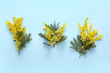 Beautiful yellow mimosa flowers on blue background