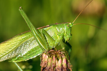 Grasshopper great green Tettigonia viridissima