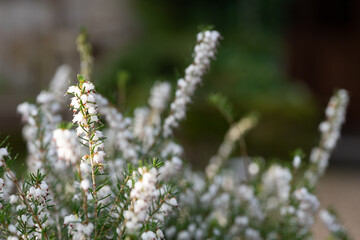 Close up of white heather (calluna vulgaris) in bloom