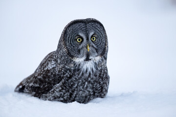 Great Gray Owl   resting on snow, closeup portrait
