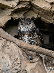 Spotted Eagle-Owl with yellow eyes camouflaged against a rocky crevice