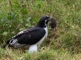 African Hawk-Eagle African Hawk-Eagle sitting low in the grass  and holding a rodent in its beak 