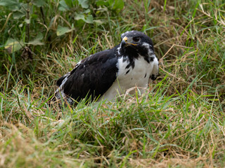 Obraz premium African Hawk-Eagle sitting low in the grass looking for prey