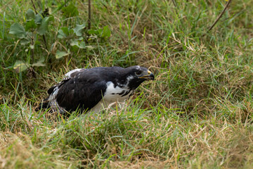 Fototapeta premium African Hawk-Eagle sitting low in the grass looking for prey