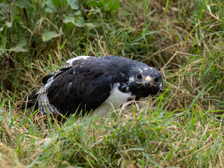 African Hawk-Eagle sitting low in the grass looking for prey