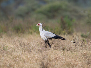 Secretarybird walking through the grasslands, displaying its distinctive long legs and striking plumage