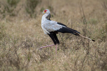 Secretarybird walking through the grasslands, displaying its distinctive long legs and striking plumage