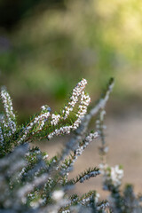 Close up of white heather (calluna vulgaris) in bloom