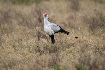 Secretarybird walking through the grasslands, displaying its distinctive long legs and striking plumage