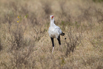 Secretarybird walking through the grasslands, displaying its distinctive long legs and striking plumage