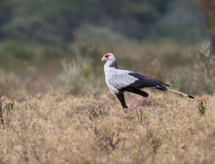Secretarybird walking through the grasslands, displaying its distinctive long legs and striking plumage