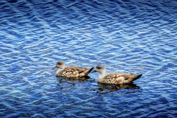 Southern CrestedDucks in Beagle Channel, Tierra del Fuego, Argentina