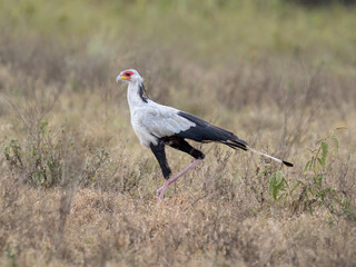 Secretarybird walking through the grasslands, displaying its distinctive long legs and striking plumage
