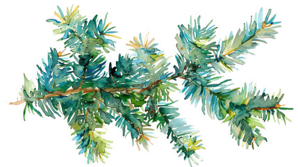 Obraz premium Watercolor drawing of an evergreen fir tree branch isolated on white
