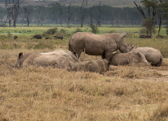 Fototapeta premium Group of rhinos resting on the dry ground, surrounded by distant buffalo