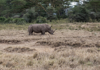 Fototapeta premium White rhino grazing in dry grassland, its rugged hide covered in mud 