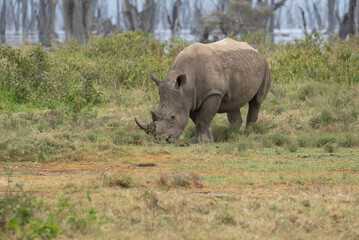 Fototapeta premium White rhino grazing in grassland, its rugged hide covered in mud 