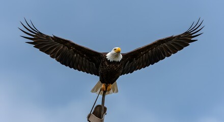 Obraz premium Symbol of Freedom The Bald Eagle in Flight