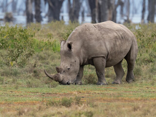 Obraz premium White rhino grazing in grassland, its rugged hide covered in mud 