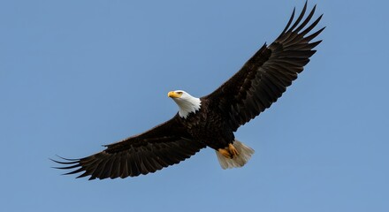 Obraz premium Symbol of Freedom The Bald Eagle in Flight