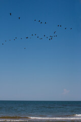 Landscape sky over the sea. flying birds in a flock