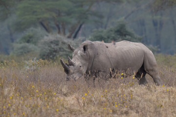 Obraz premium White rhino grazing in dry grassland, its rugged hide covered in mud with an oxpecker perched on its back