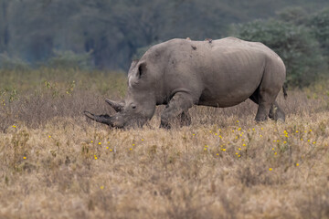 White rhino grazing in dry grassland, its rugged hide covered in mud with an oxpecker perched on its back © FotoRequest