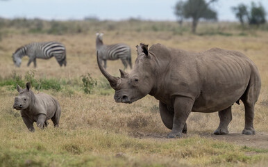 Fototapeta premium White Rhinoceros Standing on open savannah grassland in natural wildlife habitat