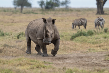 White rhino walking toward the camera, with zebras grazing in the background © FotoRequest