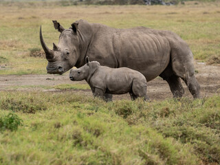 Mother white rhino with her calf walking through the grasslands