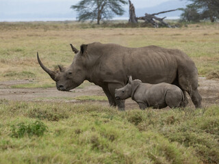 Obraz premium Mother white rhino with her calf walking through the grasslands