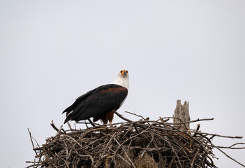 African Fish Eagle perched on a large nest of intertwined branches 