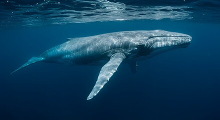 Ocean Giants The Blue Whale in the Deep Sea