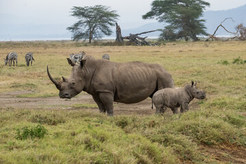 Fototapeta premium Mother white rhino with her calf walking through the grasslands