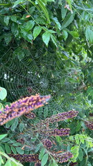 A web stretched among the leaves.