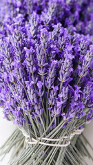 Lavender bunch, slender purple flower spikes with tiny buds on white