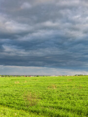 Field of grass is shown with a cloudy sky in the background