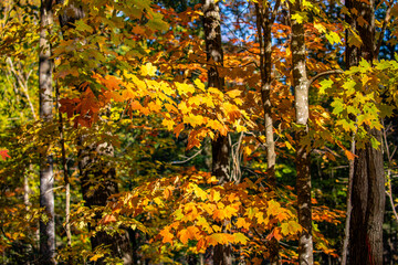 Colorful Wisconsin forest in early October