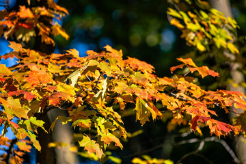 Colorful Wisconsin forest in early October