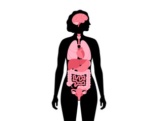 Human internal organs