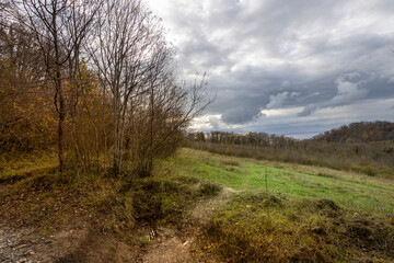 Field with trees and grass in the background