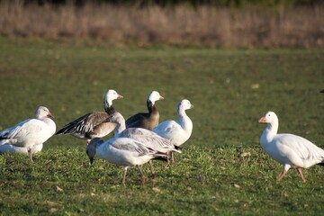 Geese