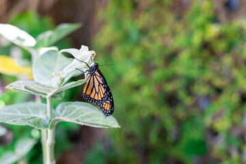 Newly emerged monarch butterfly with vibrant orange and black wings hanging from its chrysalis on a green milkweed plant with white flowers, symbolizing transformation and growth. Copy space