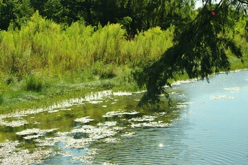 Scenic nature landscape photograph of the Guadalupe River in Kerrville, Texas.
