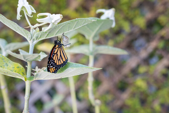 Newly emerged monarch butterfly with vibrant orange and black wings hanging from its chrysalis on a green milkweed plant with white flowers, symbolizing transformation and growth. Copy space